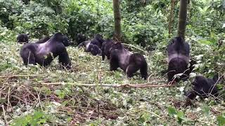 Gorilla Fights On Camera with 4 Gorillas I Nature Fight [upl. by Akeyla619]