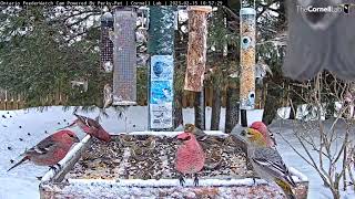 Nonstop Flying Finches  Colorful Grosbeaks And Redpolls Cover Ontario Feeders [upl. by Nimra]