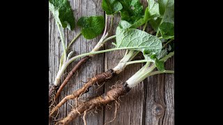 Harvesting Burdock Root [upl. by Carmel]