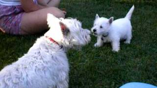 Westie puppy chats with 10 year old westie who gets the last bark [upl. by Blondy]