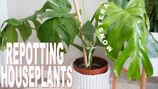 How to Repot a Houseplant  Repotting my Monstera Deliciosa cheese plant [upl. by Ahsela]