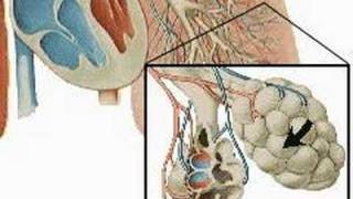 How the Body Works  The Respiratory System [upl. by Ylrebmic]