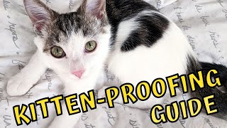 Everything on How To Kitten Proof Your Home [upl. by Gordy]