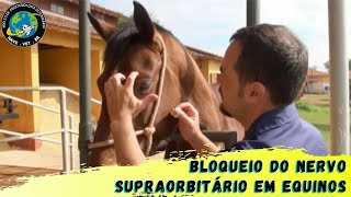 🐴 BLOQUEIO do NERVO SUPRAORBITÁRIO em equinos [upl. by Moe]