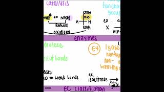 EC Classification enzyme commission classification [upl. by Einobe]