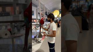 Green wing macaw 🥹 emporium mall lahore [upl. by Zalea]