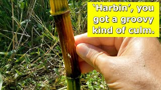 Phyllostachys aureosulcata Harbin  New Shoots Looking Groovy [upl. by Eiryk]