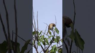 Brown Shrike brownshrike morningmoments startoftheday peacefulmoments birds birdsvideo 4k [upl. by Yenhoj]