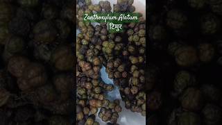 Zanthoxylum Alatum टिमुर viralshorts 🥱 [upl. by Corrina615]