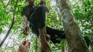 Rainforest Connection RFCx Old smartphones to catch illegal logging [upl. by Euell]