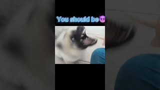 🤭dog cute keeshond keeshond puppy pets fypシ゚ [upl. by Kathie764]