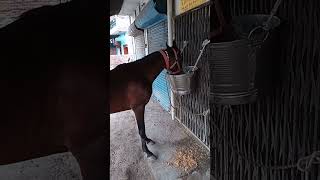 horse song ghoda song videos trendingshorts horse [upl. by Cilla774]