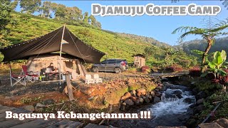 Camping Keluarga Di Djamuju Coffee Camp  Review Spot Terbaru  Trekking Curug Halimun  KAE TRIP [upl. by Alisa167]