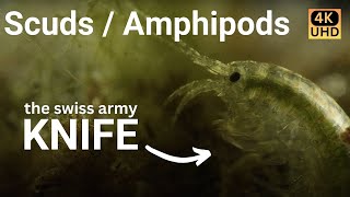 Amazing Amphipods  narrated cinematic nature video 4k [upl. by Caassi]