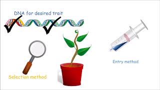 How to Make a Genetically Modified Plant [upl. by Yrocal272]