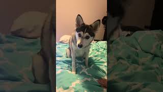 Sapphie the pomsky POV your puppy becomes a dog [upl. by Ahsekel]