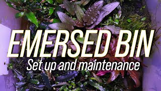 EMERSED PLANT BIN set up tips and maintenance [upl. by Htelimay]