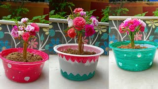 Beautiful portulaca planting Idea Easy and Simple Way How To Make Beautiful Moss Rose Bonsai [upl. by Korfonta]