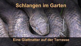 Schlangen im Garten Eine Glattnatter auf der Terrasse [upl. by Charil429]