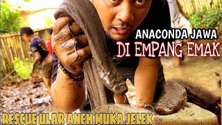 RESCUE ULAR ANACONDA JAWA PENGHUNI EMPANG EMAK [upl. by Milton]