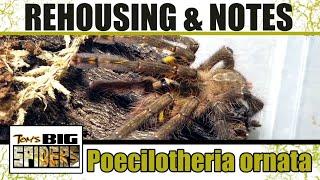 Poecilotheria ornata Rehouse and Notes [upl. by Leizahaj]