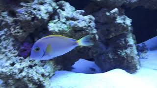 Scarus Qouyi amp Australian Acanthurus Dussumieri Tang [upl. by Rufe902]