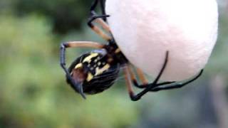 Argiope Aurantia Wrapping Egg Sack 6 [upl. by Alleinnad545]