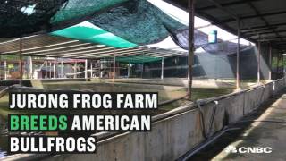 From farm to table this is Singapores only frog farm  CNBC International [upl. by Hirz68]