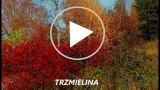 trzmielina [upl. by Mayfield]