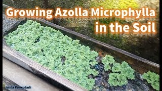 How to plant azolla  easy way to cultivate azolla [upl. by Doniv19]