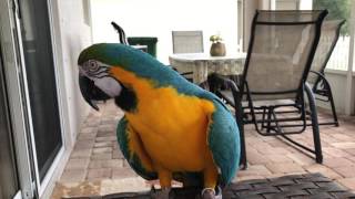 Blue amp Gold Macaw talking up a storm [upl. by Erena]