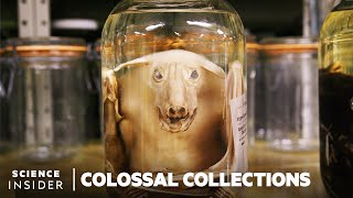 Why 11 Million Embalmed Specimens Are Stored In The Field Museums Basement  Colossal Collections [upl. by Eihs]