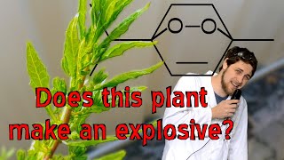 Epazote a herb with explosives [upl. by Ykvir]