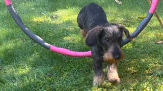 Dachshund tests small agility course built by his Dad [upl. by Hewet465]