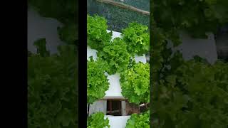 checkout my Hydroponically grown lettuce hydroponics kratkymethod thankyouforwatching [upl. by Llerdnek]