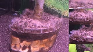 Weird Fungus White Stuff Growing In My Aquarium Fish Tank [upl. by Aisac880]