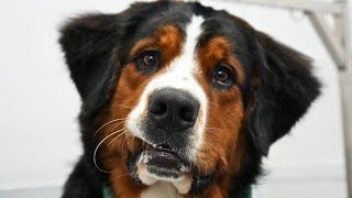 The sweetest souls to walk the earthBernese Mountain Dogs [upl. by Mimi]