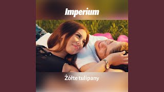 Żółte tulipany [upl. by Buck]