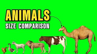 Wild Animals Size Comparison  Animals Animation Part 2 [upl. by Mcclelland]