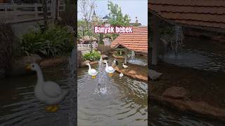 Ada banyak bebek di sungai alfatihdly bebek bebekberenang bebekair [upl. by Licko]