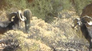 Arizona Desert Bighorn Sheep Head Butting Video with Colburn and Scott Outfitters [upl. by Stanleigh272]