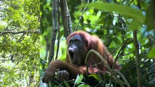 Orangutan Longcall [upl. by Sidnak]