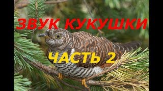 КАК ИЗДАВАТЬ ЗВУК КУКУШКИ 2 [upl. by Esiouqrut914]