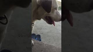 Dog Panting  The sound be really like [upl. by Einavoj]