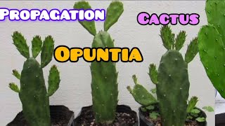 How to propagation opuntia cactus very easily 🌵 [upl. by Alyam]