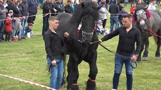 Expozitie cu cai de frumusete Uriu Bistrita Nasaud 28 Mai 2022 Nou [upl. by Erna]