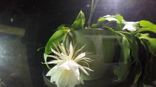 Epiphyllum Oxypetalum Bloom Time Lapse Video taken July 20 2016 [upl. by Minnie]