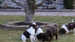 F1B Labradoodle Puppies for Sale [upl. by Ezalb862]