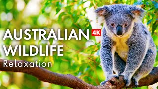 Australian Wildlife in 4K  Natures Beauty [upl. by Moraj]