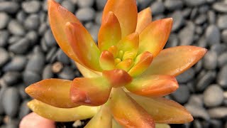 GOLDEN GLOW SEDUM [upl. by Lilahk77]